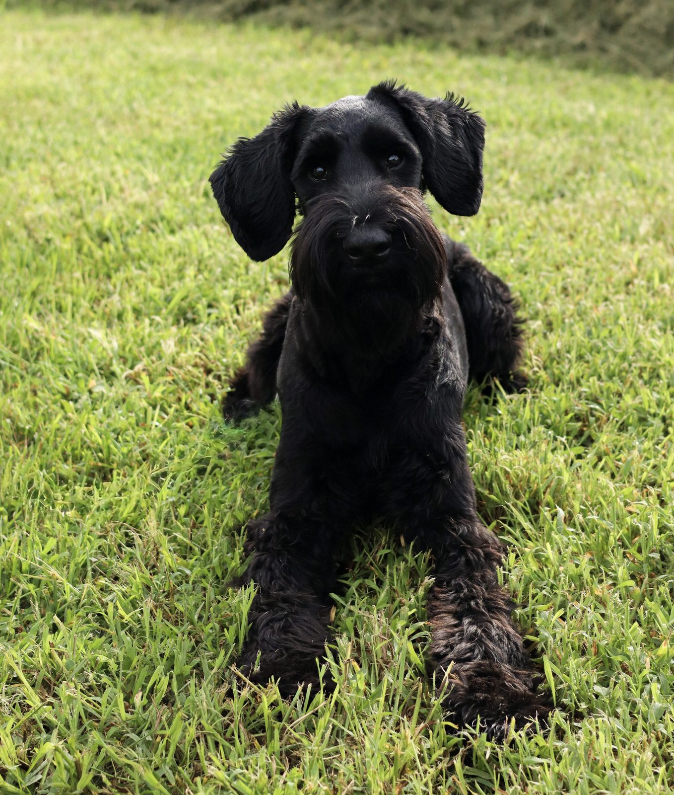 A shaggy black puppy sitting upright on bright green grass