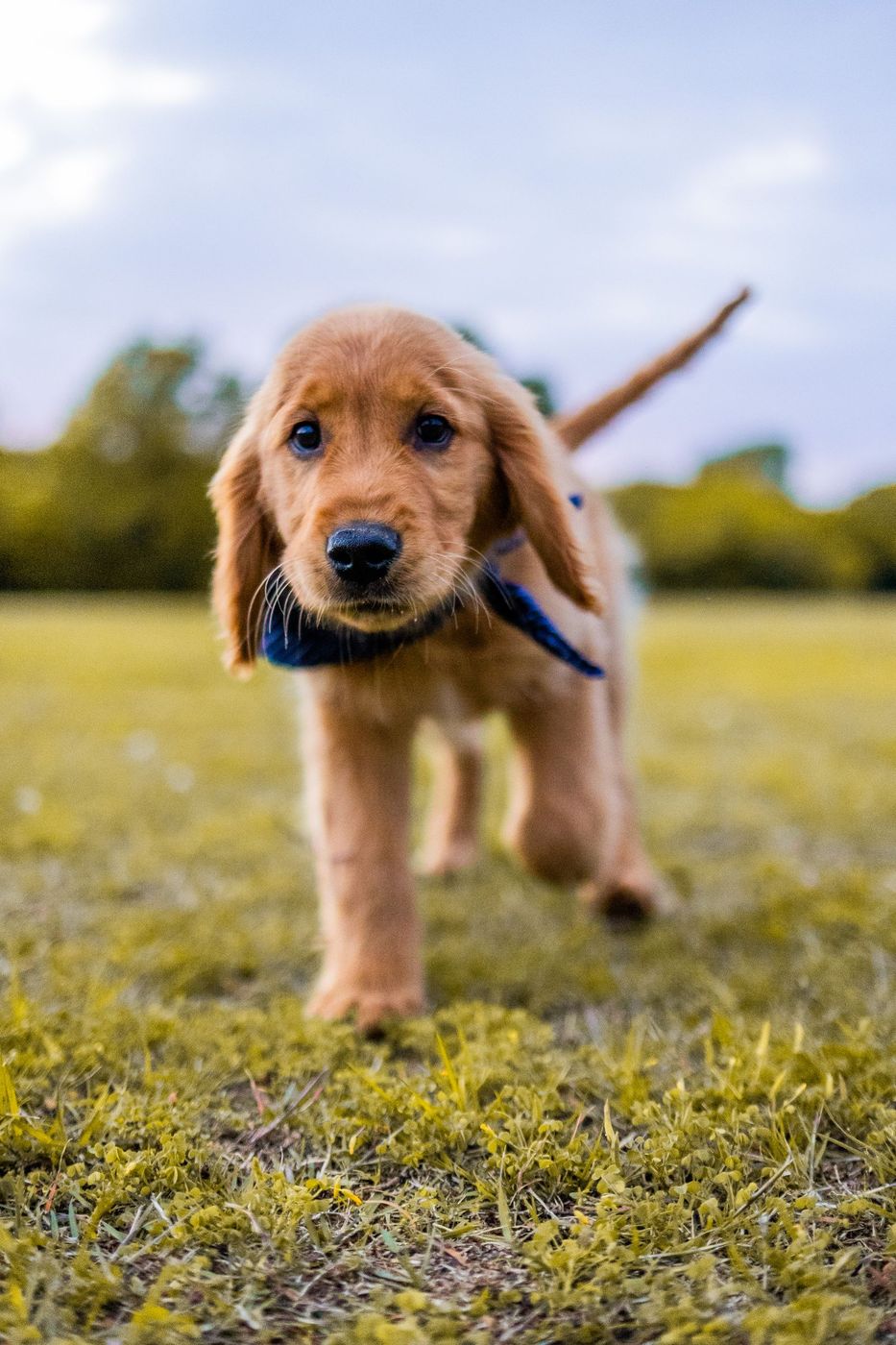 Cocker spaniel puppy trotting across a lawn on lead