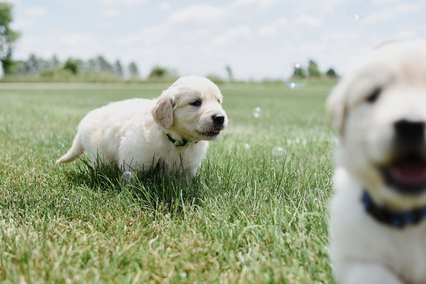 Cream puppy trotting over green grass