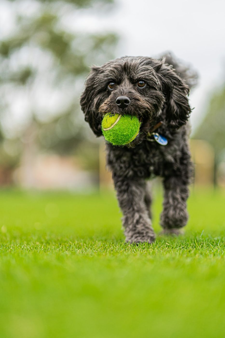 Curly dog trotting across a lawn with a tennis ball