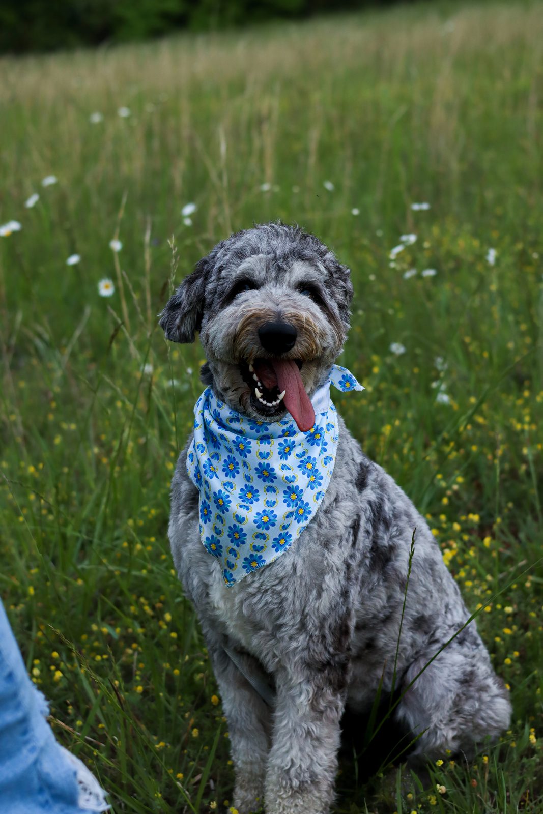 Grey doodle in a blue bandana sitting in a wildflower meadow