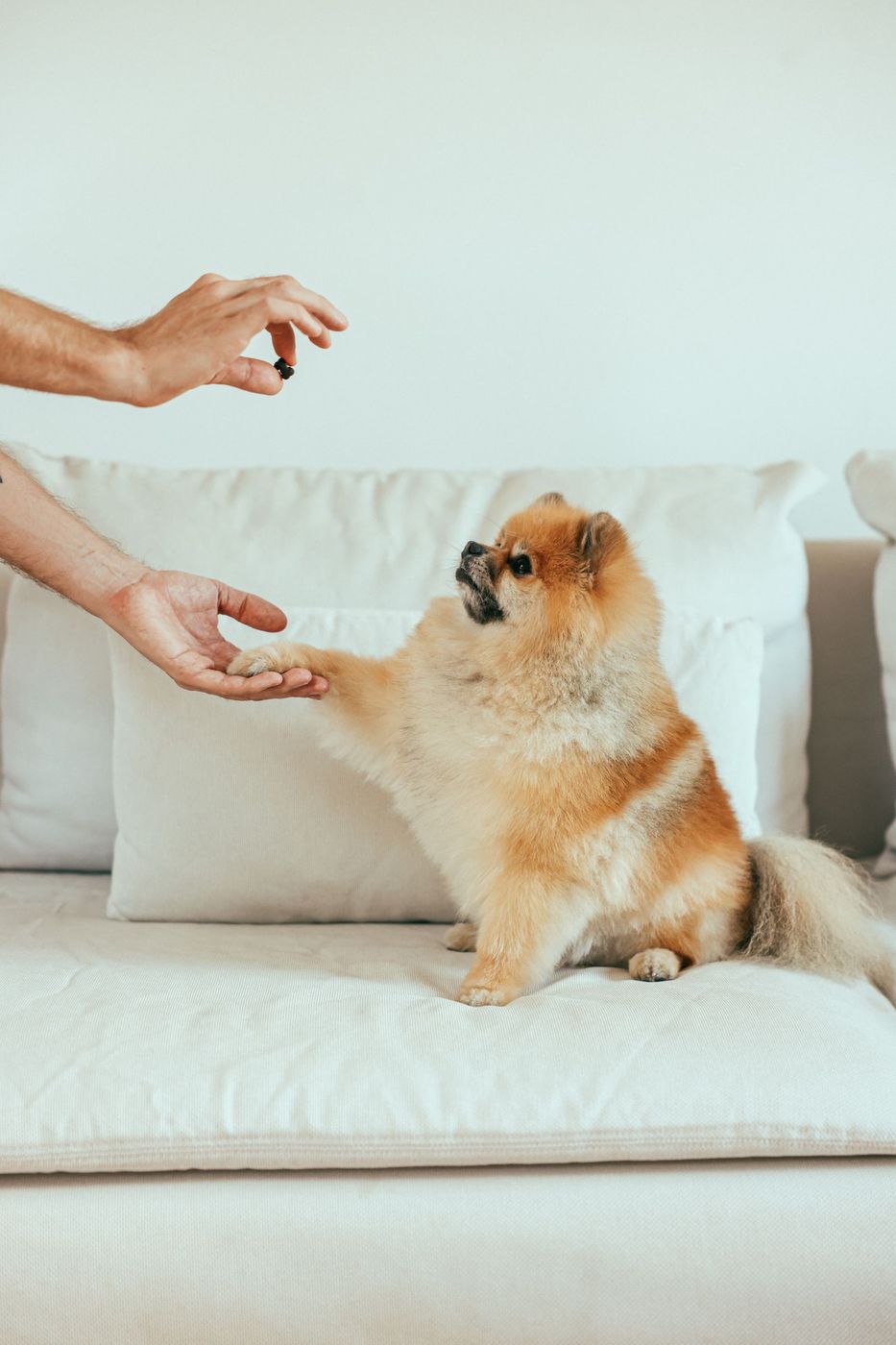 Pomeranian placing a paw in a hand on a white sofa