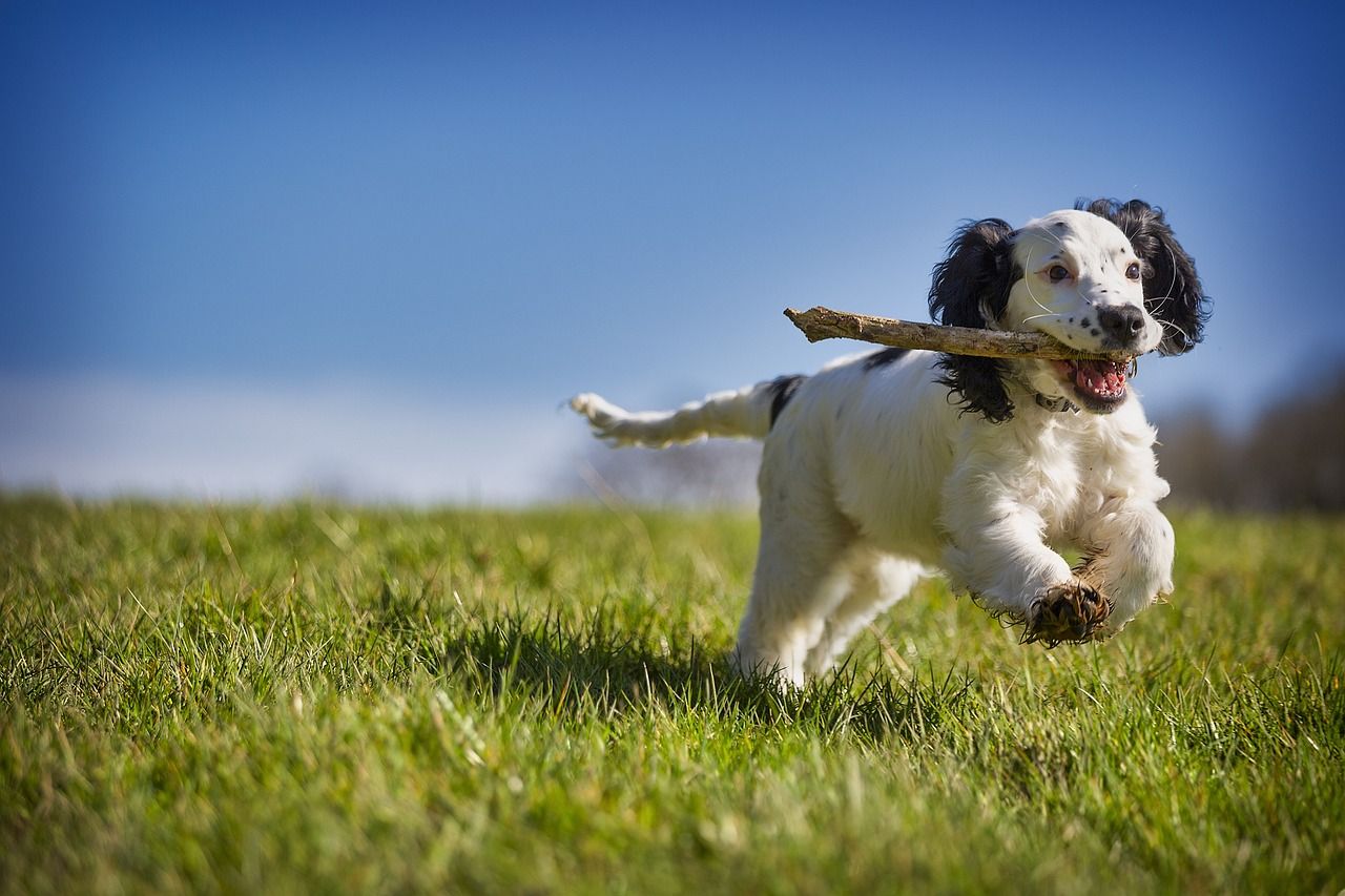 Spaniel running with a stick under a blue sky