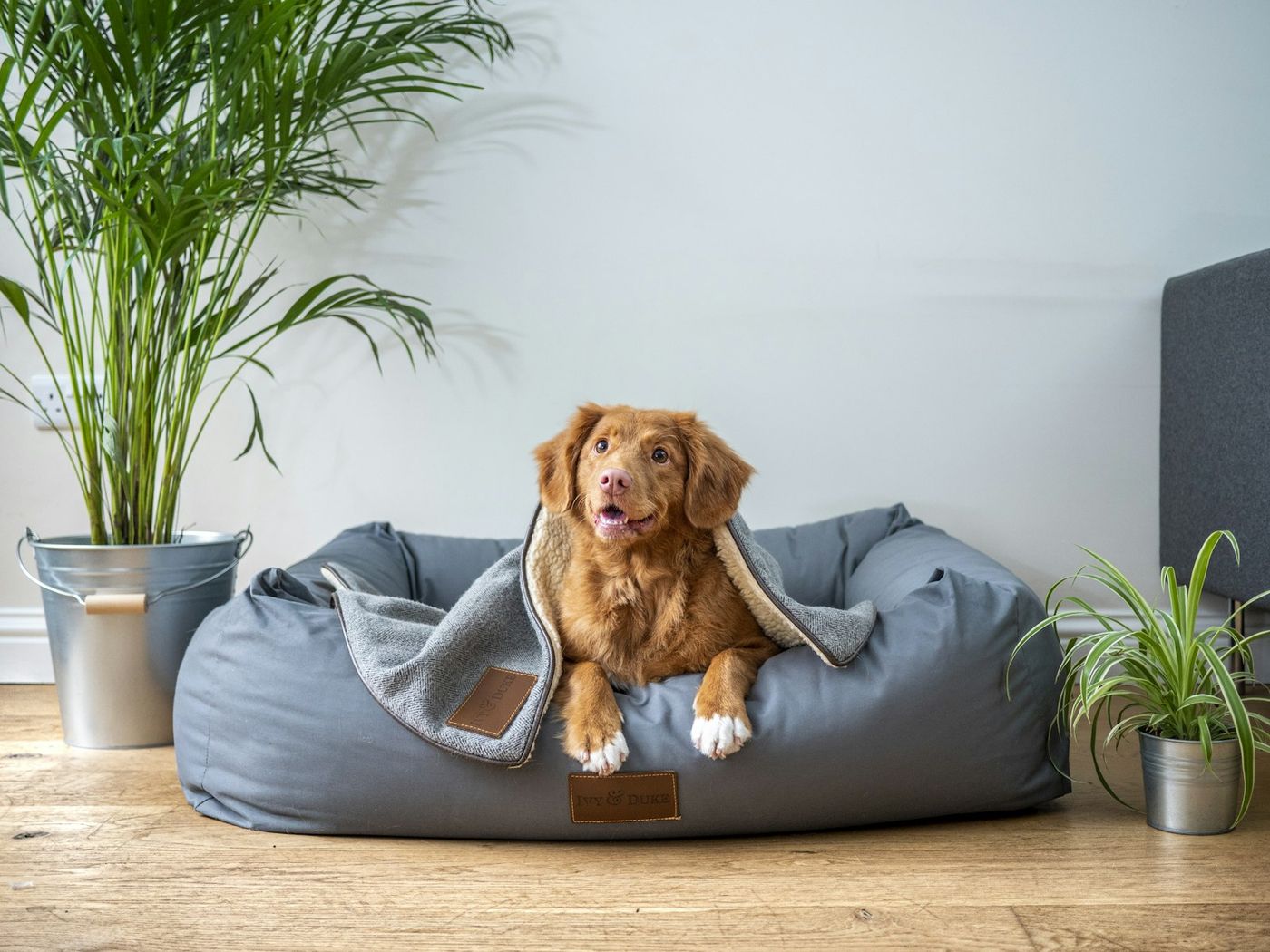 Toller retriever in a cosy dog bed beside a houseplant