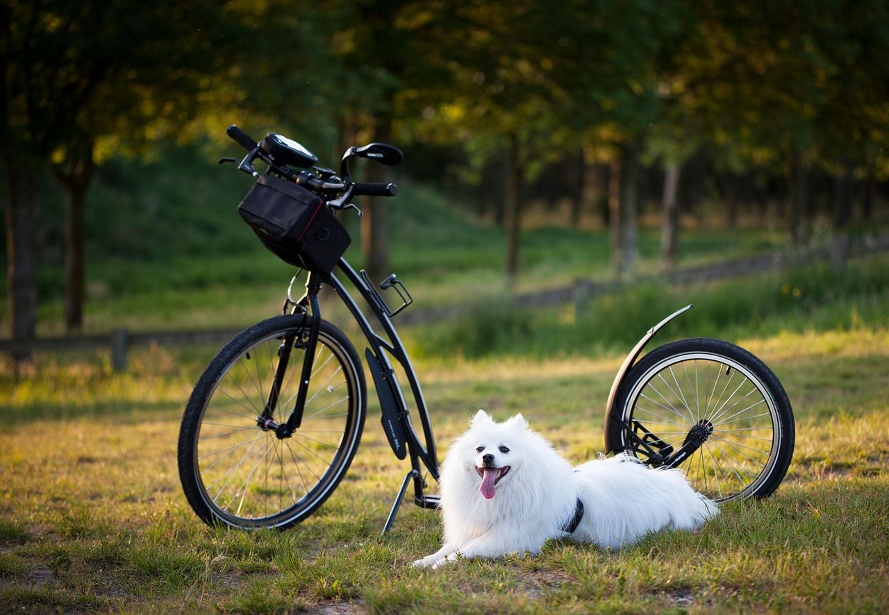 White Spitz resting beside a bicycle in the park