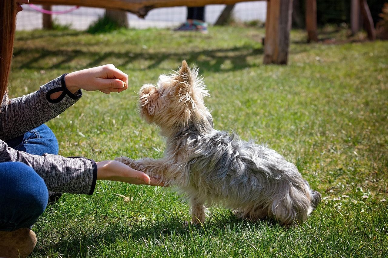 Yorkshire Terrier offering a paw to a hand